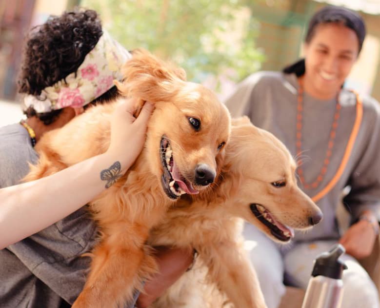 two happy dogs embraced and pet by loving people